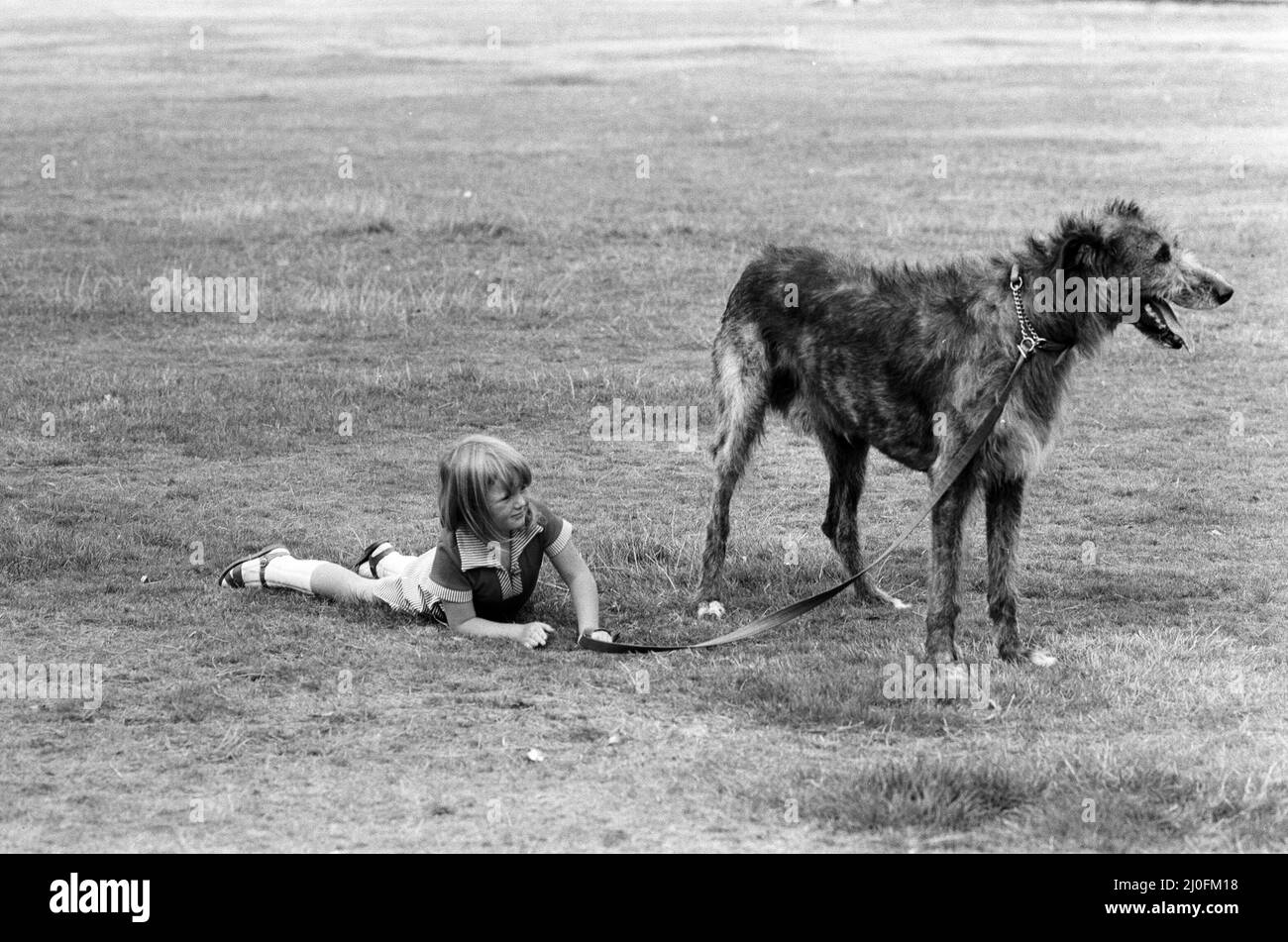 Die 5-jährige Billie Joe Hibberd aus Wood Green, London, scheint immer Probleme zu haben, wenn sie ihren Irish-Wolfhound 'Milligan' zu einem Spaziergang bringt. Sie sind im Hyde Park abgebildet. 12.. September 1979. Stockfoto
