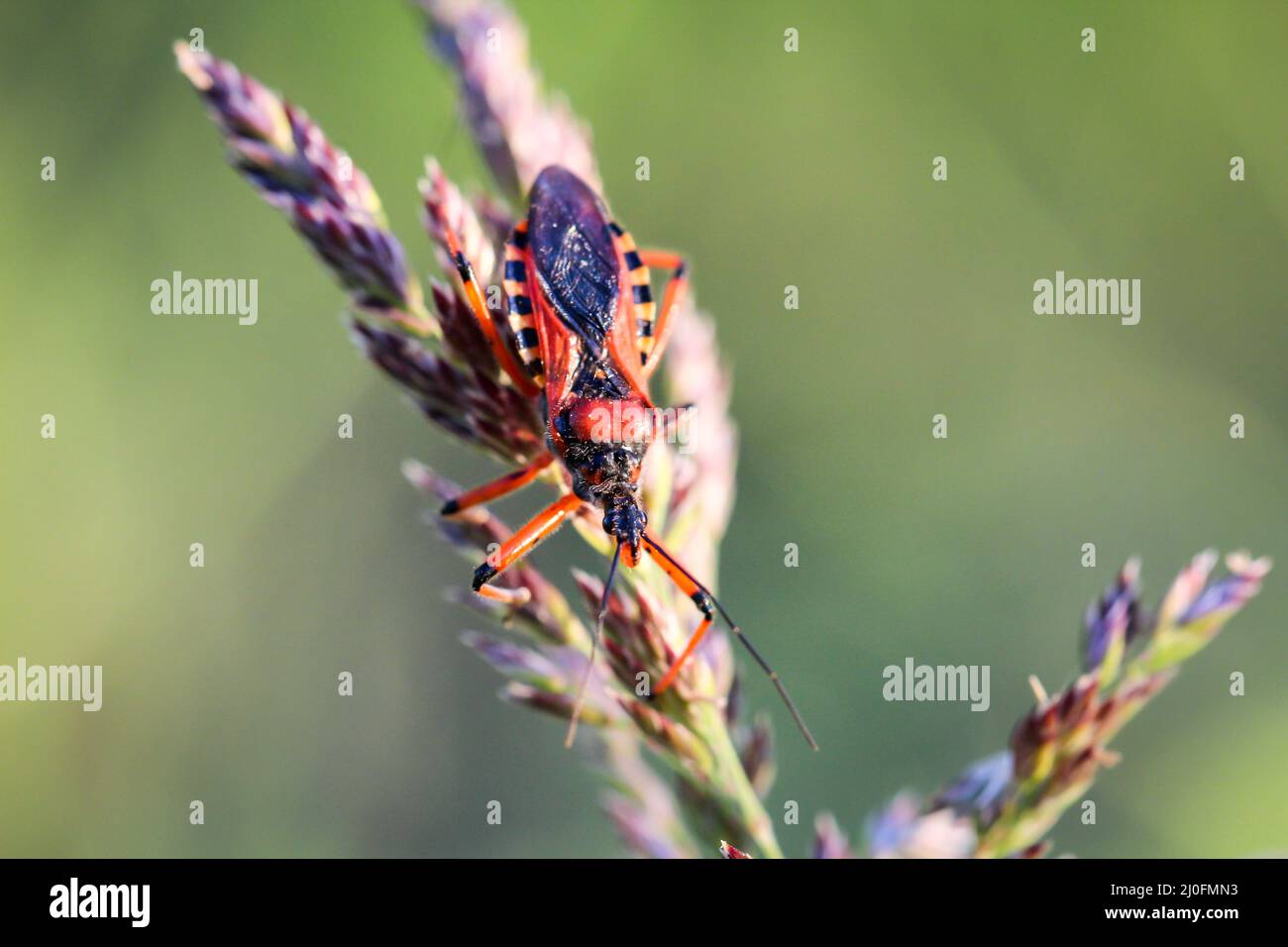 Eine Nahaufnahme eines Käfers auf einer Pflanze. Stockfoto