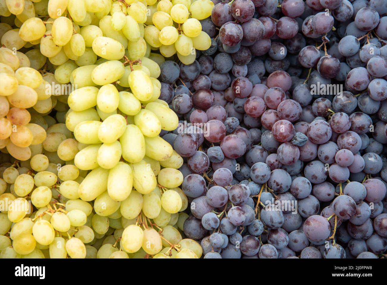 Weiß- und Rotwein Frische gesunde Traubenfrüchte Stockfoto