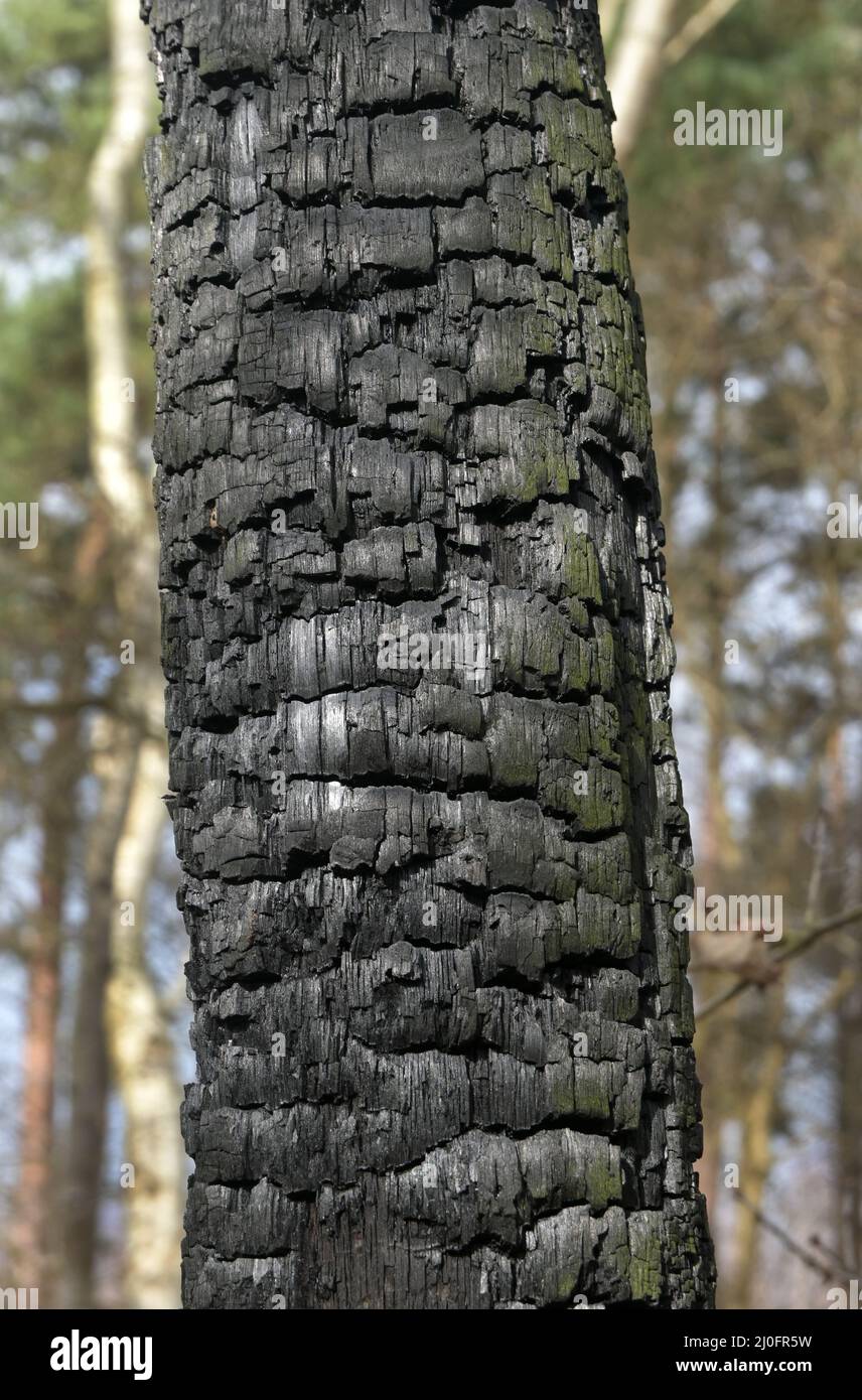 Verkohlte Baumrinde Stockfoto