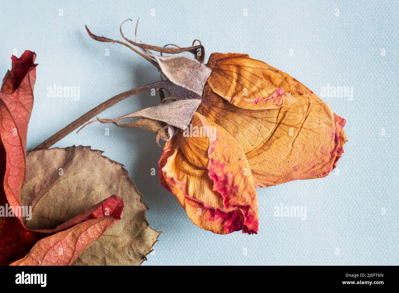 Getrocknete Rosenblüte auf hellem Hintergrund Stockfoto