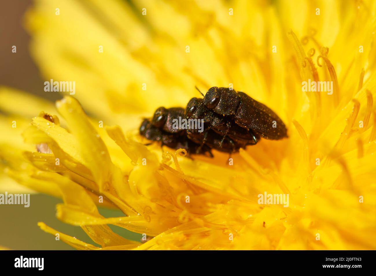 Metallischer Holzkäfer Stockfoto