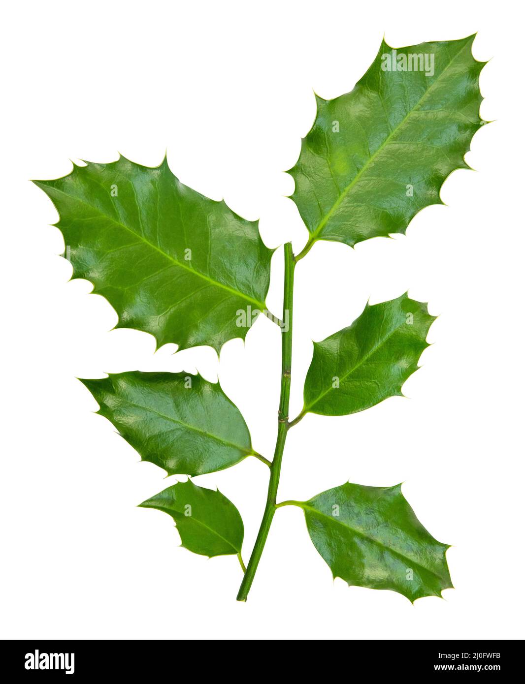 Isolierte Holly Branch Stockfoto