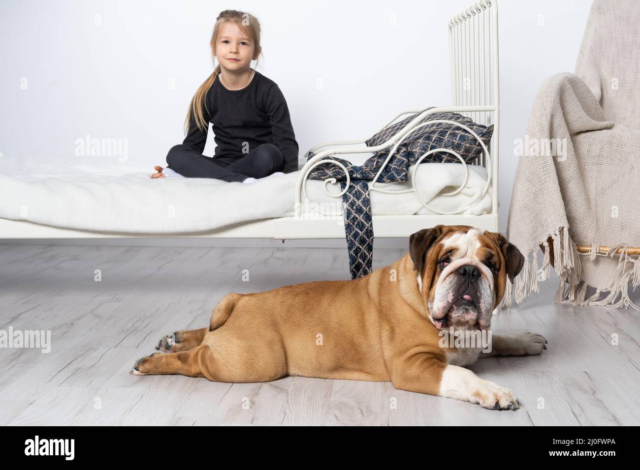 Die englische Bulldogge wird von ihrem treuen Verteidiger durch das Bett des kleinen Mädchens bewacht. Das Mädchen und ihr vierbeiniges Haustier. Stockfoto