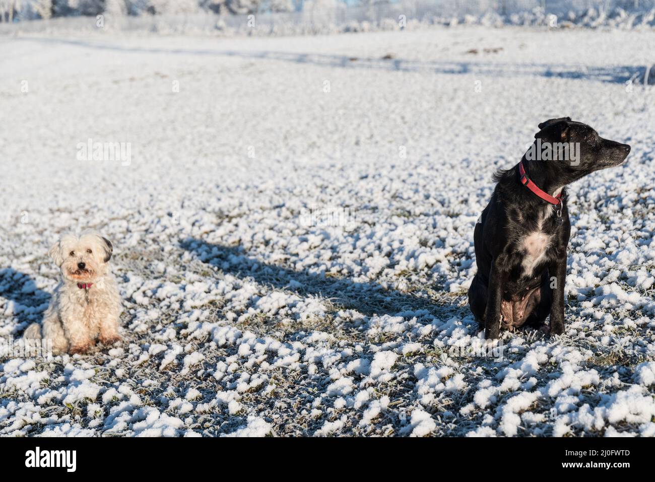 Desinteresse von schwarzen und weißen Hunden - Sicherheitsabstand Stockfoto