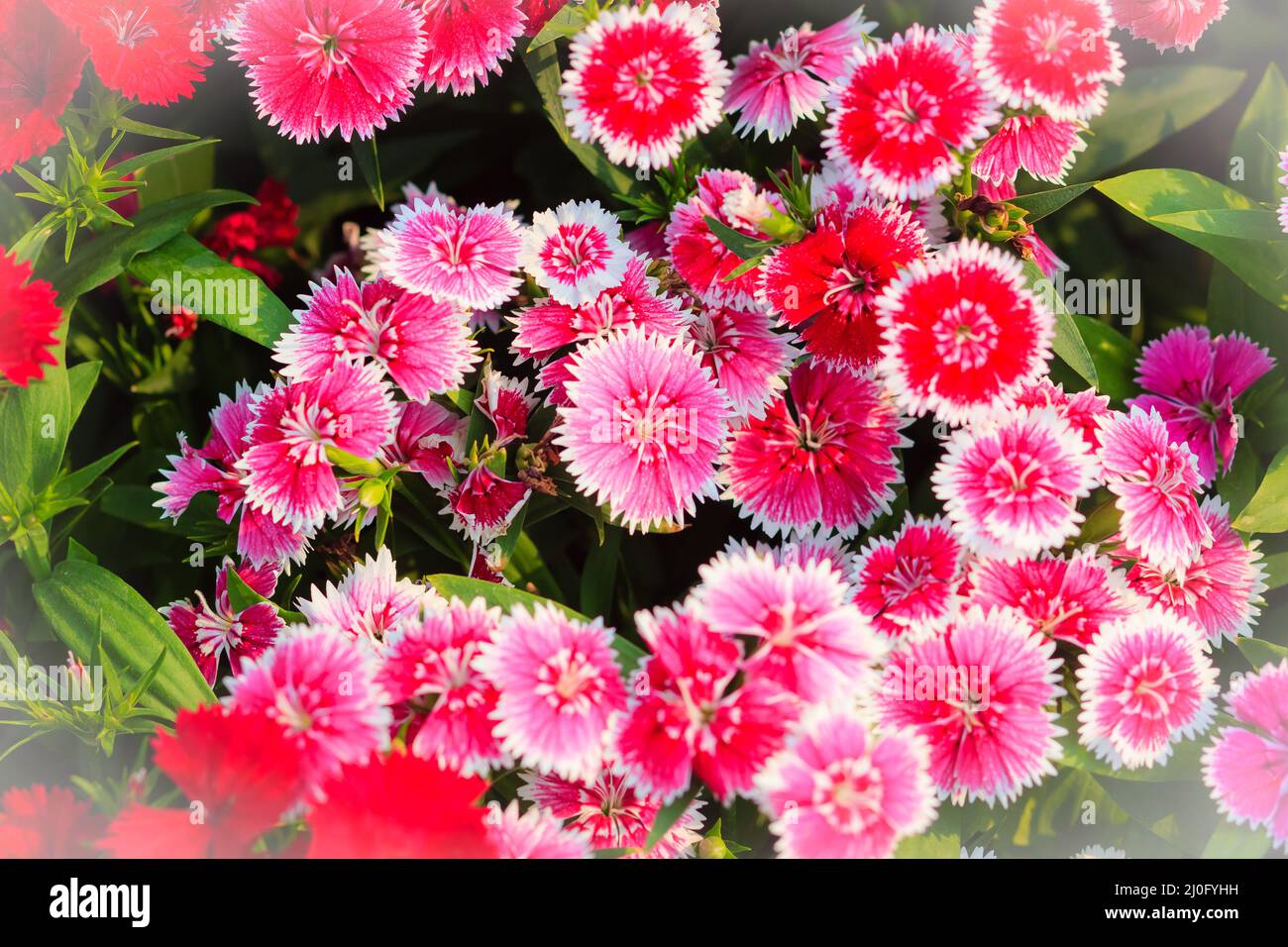 Schöner Hintergrund von blühenden Schneefeuer, China Doll, China Rosa Blume, rosa Dianthus Blumen (Dia Stockfoto