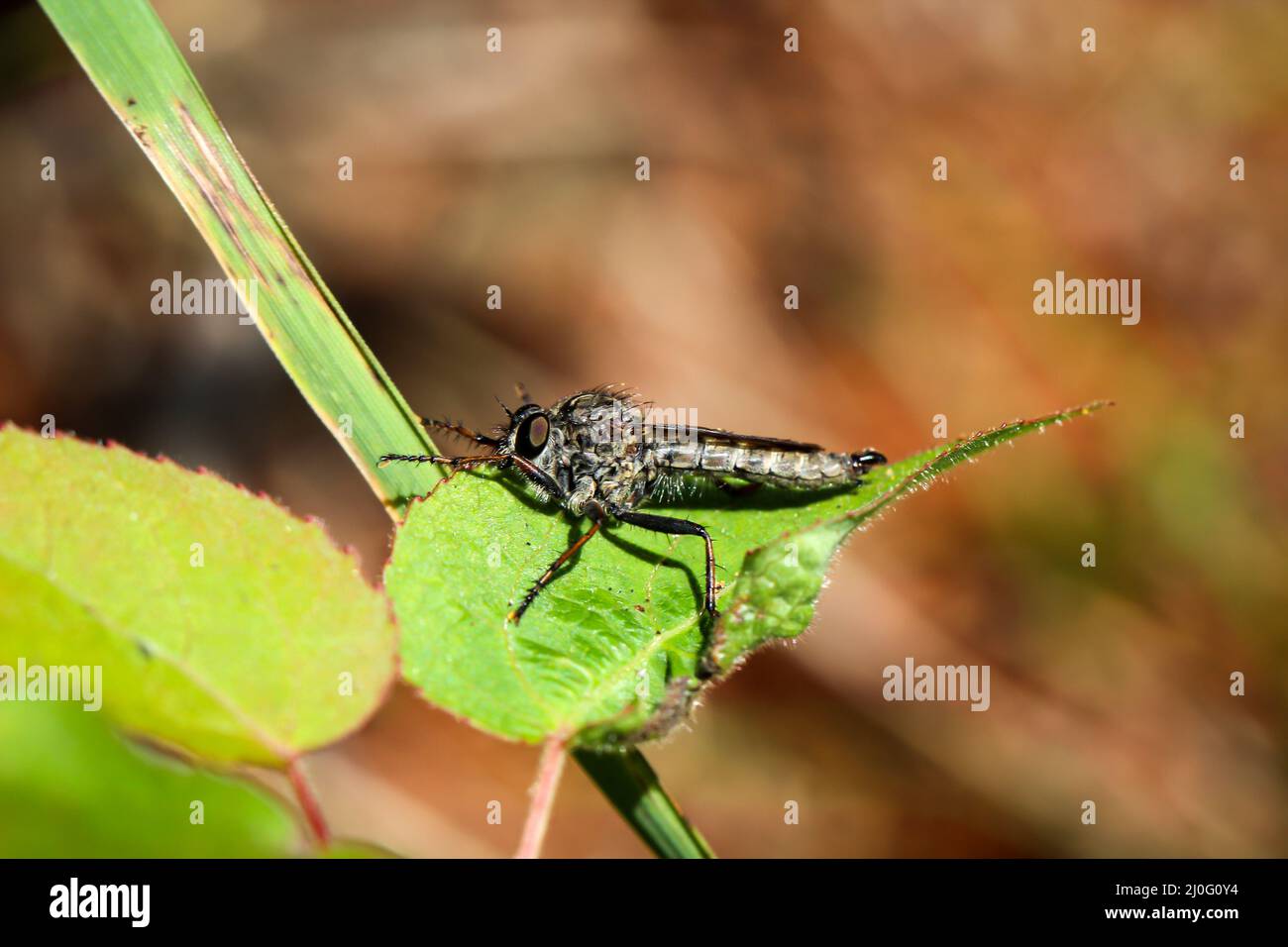 Eine Nahaufnahme einer Fliege. Es gibt unzählige Arten von Fliegen. Stockfoto