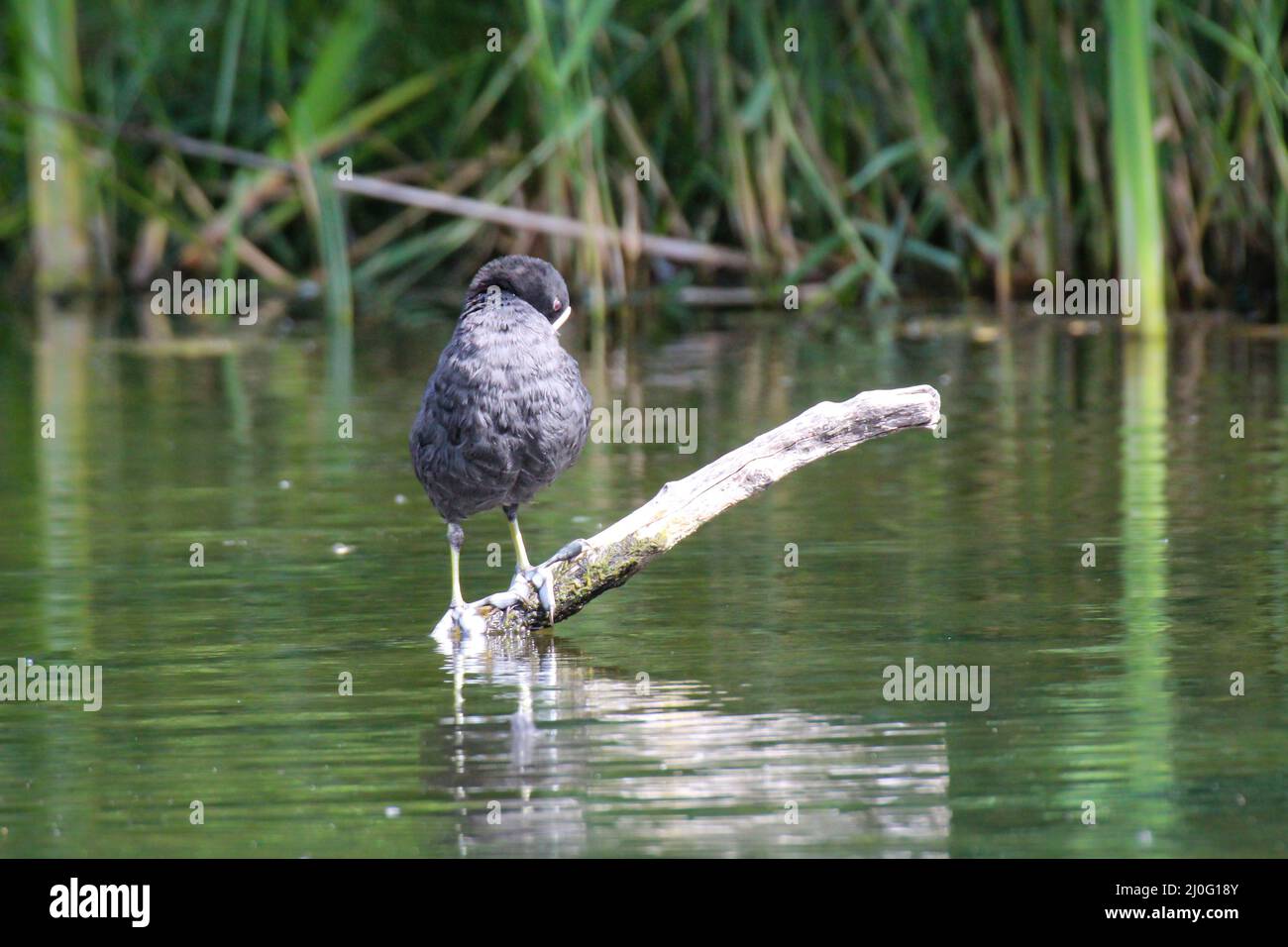 Ein Moorhuhn, Ruß steht auf einem umgestürzten Baum im Teich. Stockfoto