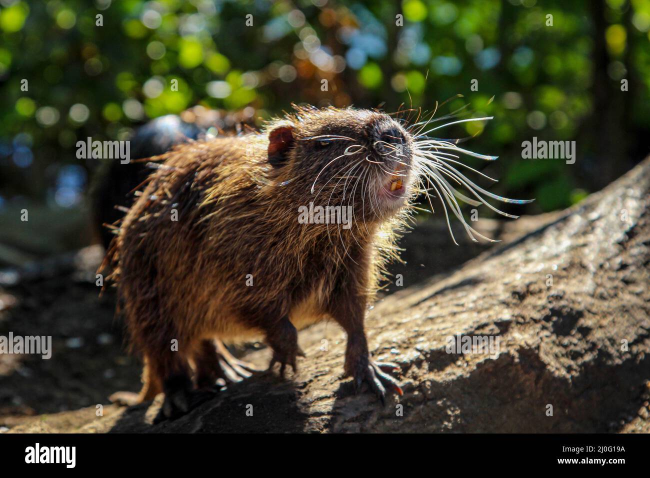 Eine Nutria oder Bisamratte am Ufer eines Flusses. Stockfoto