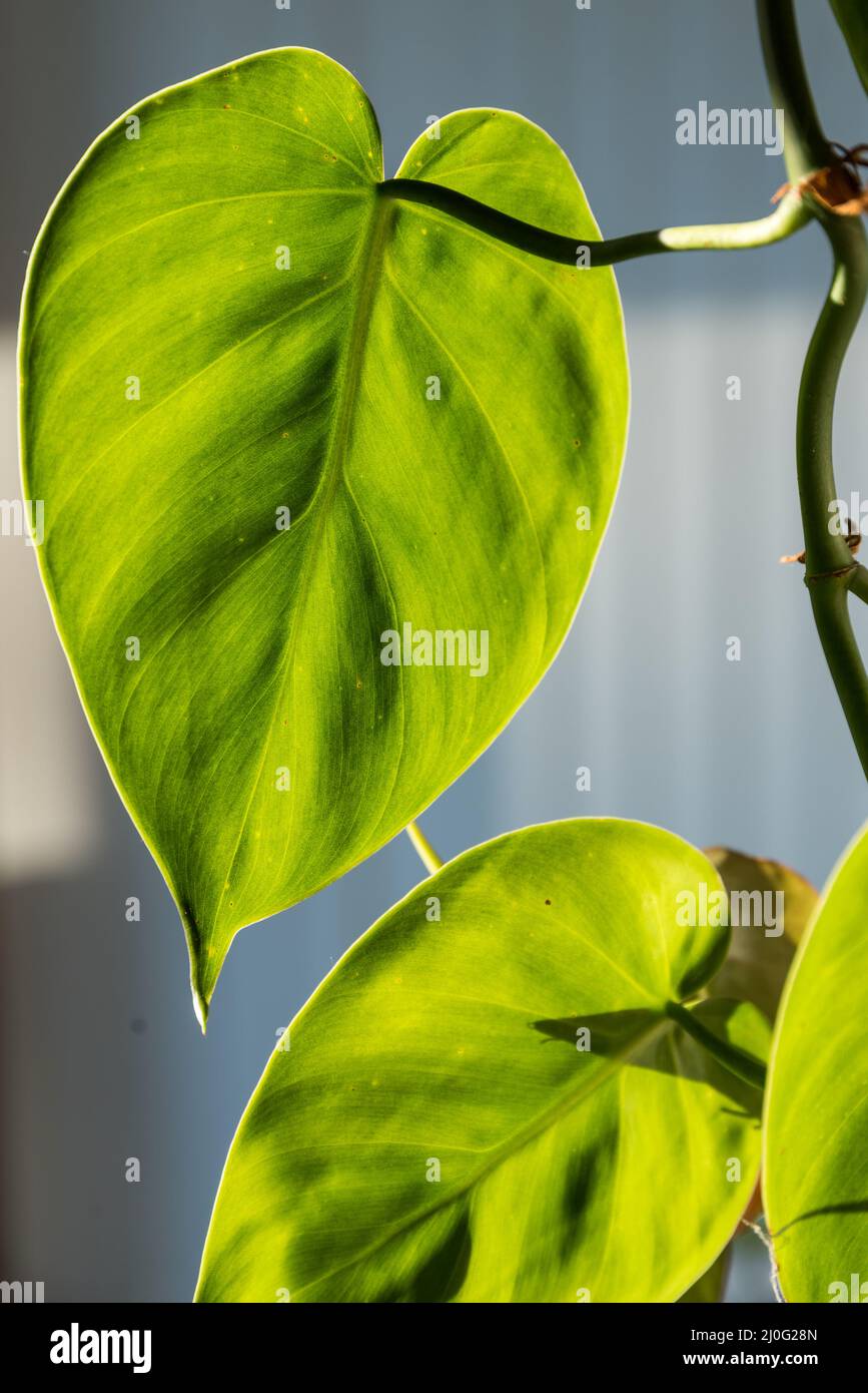 Philodendron - beleuchtete Kletterpflanze mit Herzblatt als Zimmerpflanze Stockfoto