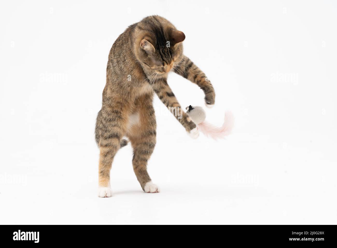 Die Katze spielt, springt auf und steht auf ihren beiden Hinterbeinen. Beim Spielen gleicht die Katze ihren Körper aus, um das Gleichgewicht zu halten. Stockfoto