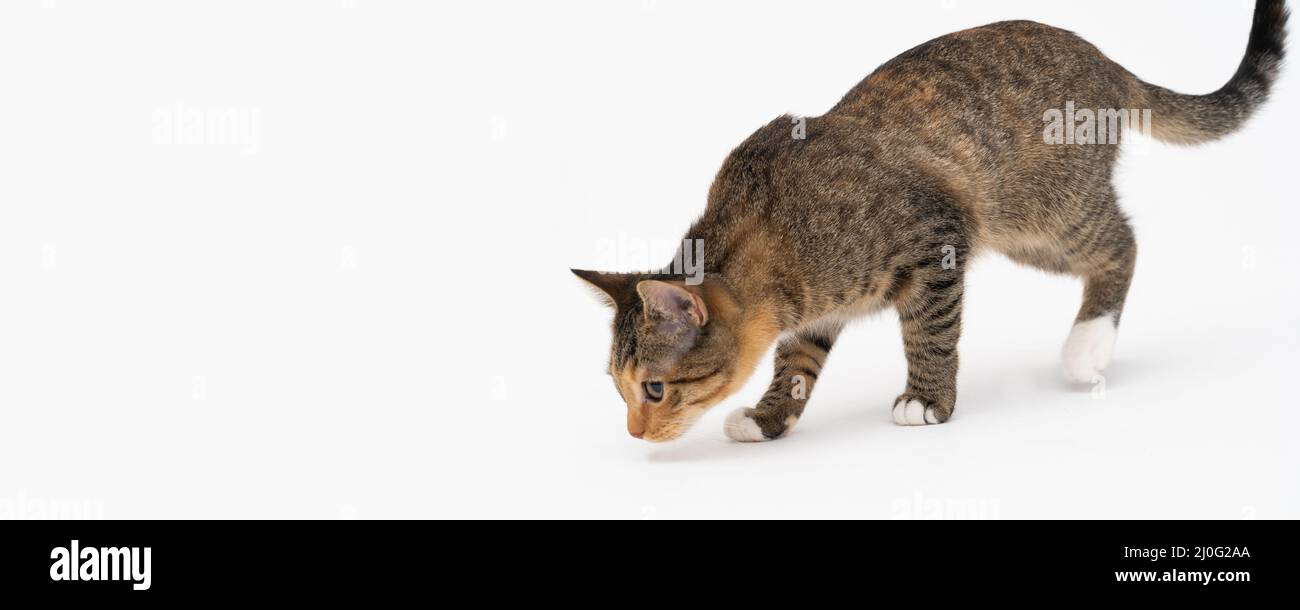 Die Katze roch einen neuen Duft und beschloss, ihn gründlich zu riechen, um sich gut daran zu erinnern. Die Katze fühlte sich zu ihren Lieblingsleckereien geführt. Stockfoto