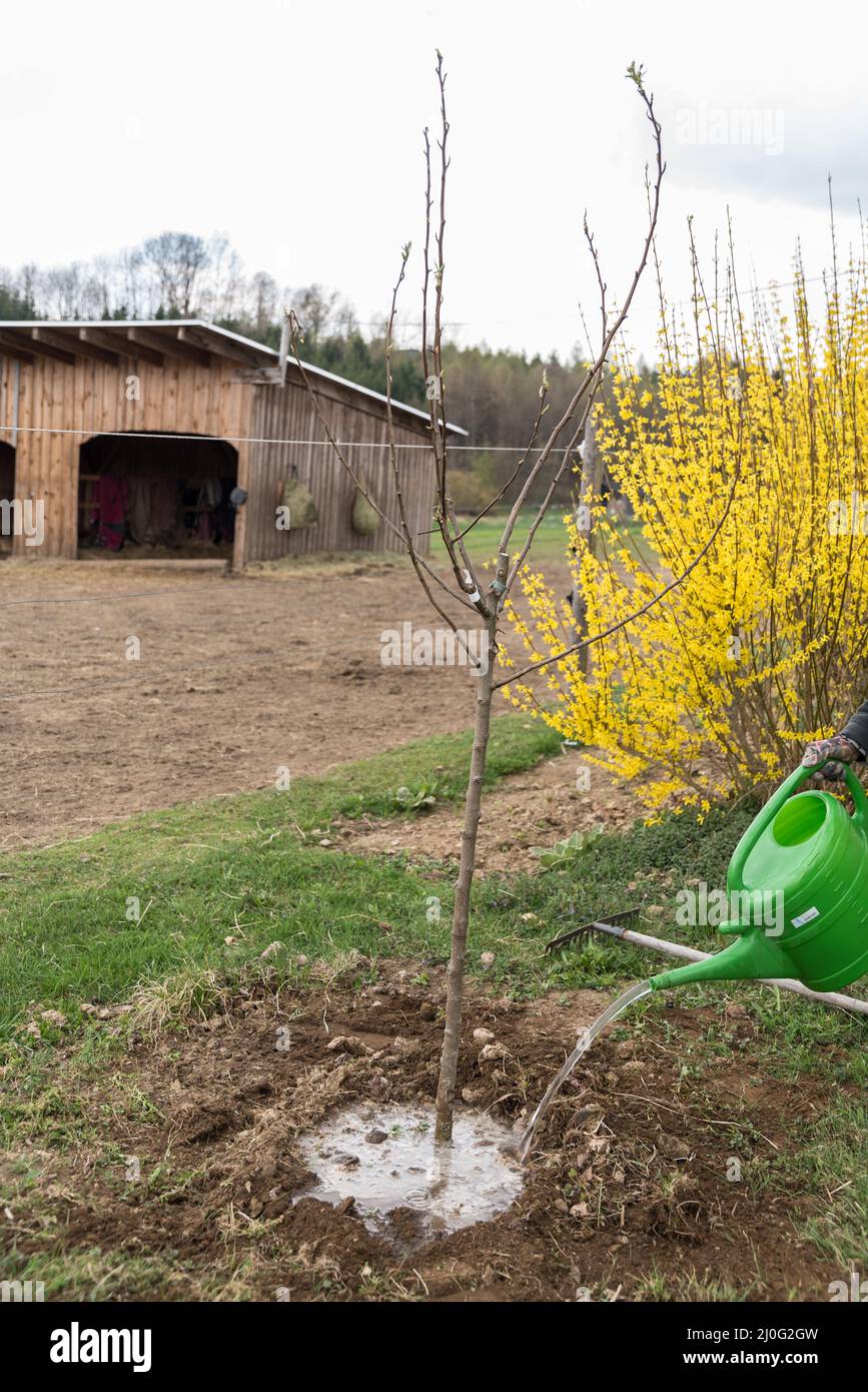 Junger obstbaum Fotos und Bildmaterial in hoher Auflösung Alamy