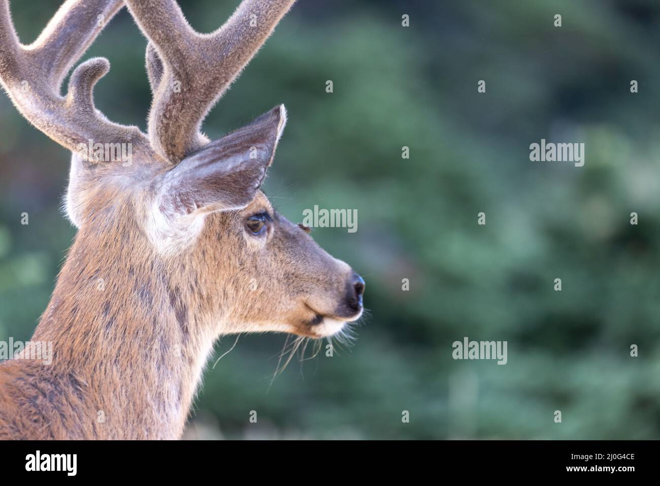 Nahaufnahme eines wilden erwachsenen Hirsches auf einem Feld Stockfoto
