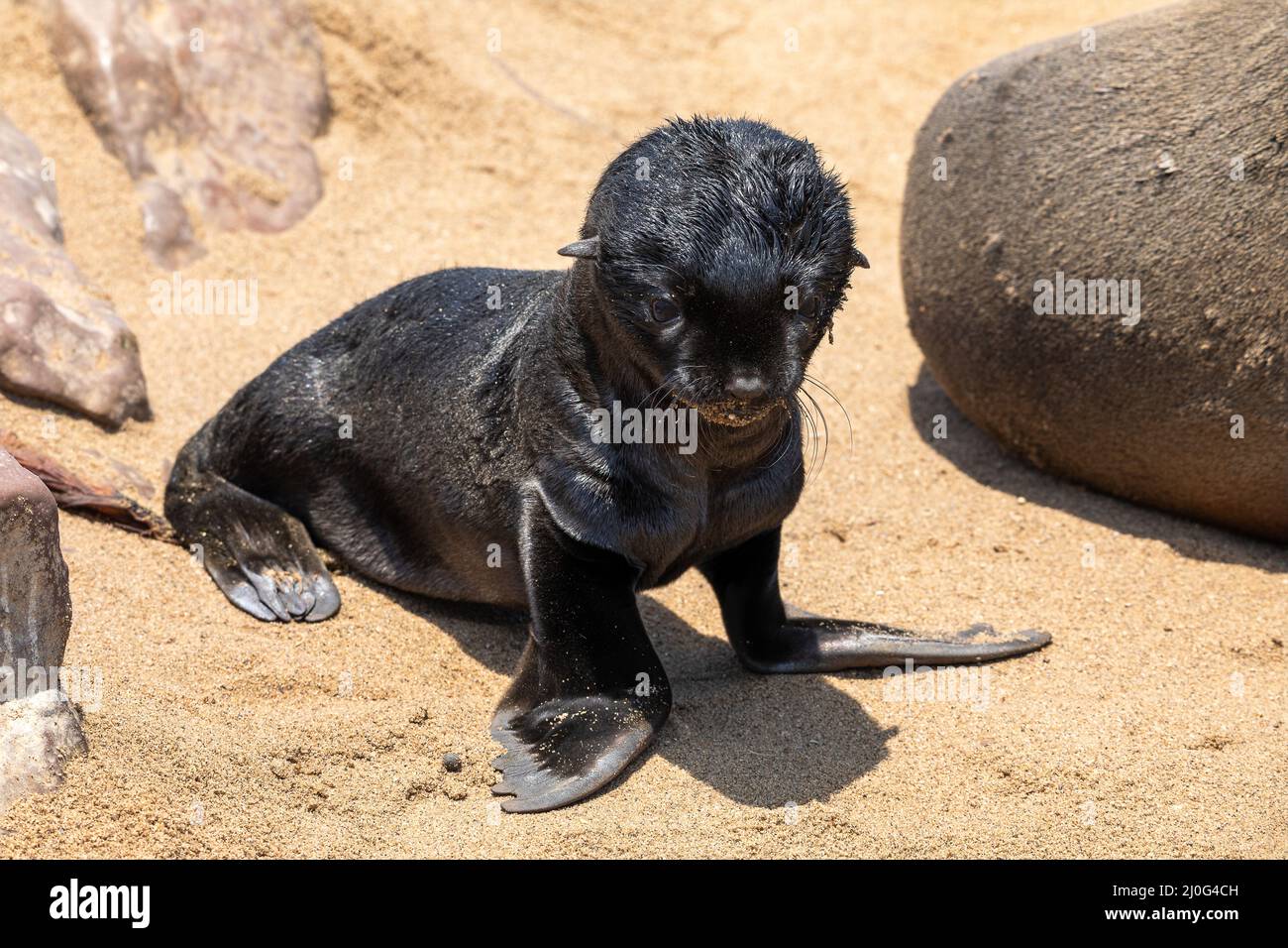 Pelzrobbe im Cape Cross, Namibia. Stockfoto