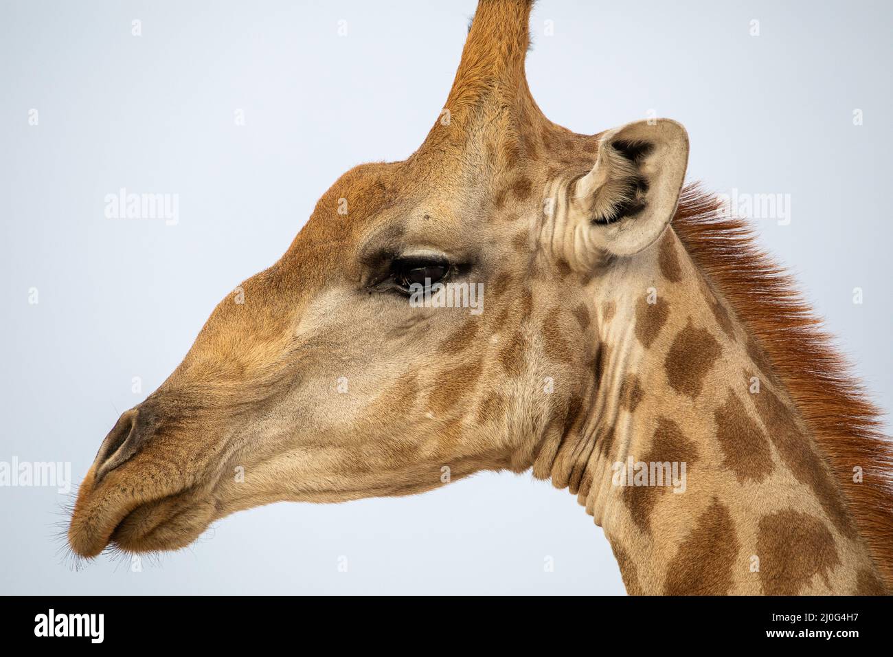 Girafe im Etosha National Park, Namibia Stockfoto