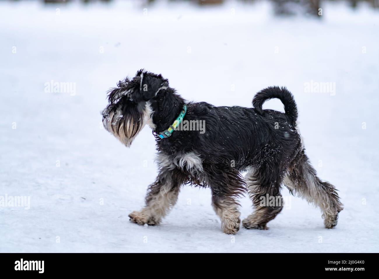 Miniatur Schnauzer Hundebart schneeweiß, von niedlichen Haustier für Miniatur für junge Säugetiere, Schnurrbart Frühling. Hölzerner kleiner See, ein Gras Spaß Stockfoto