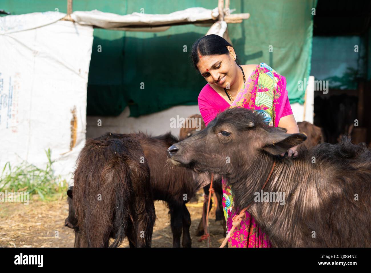Milchmilchdorf Frauen streicheln Kalb auf dem Bauernhof - Konzept der landwirtschaftlichen, Pflege und Bindung. Stockfoto