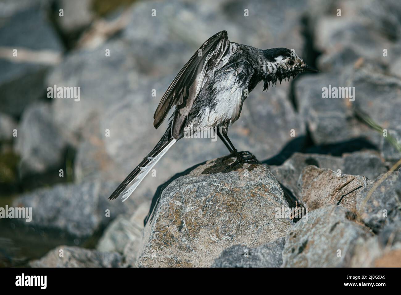 Weißer Wagtail, Motacilla-Alba-Vogel badet in einem Teich und sonnt sich unter den Strahlen der Sommersonne auf Steinen Stockfoto