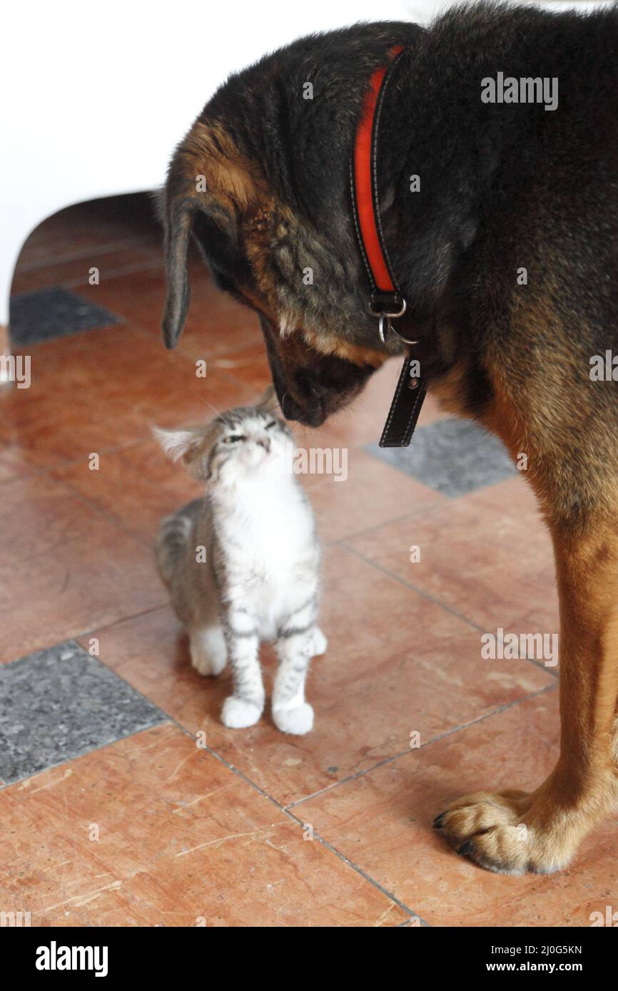 Katze und Hund Freundschaft Stockfoto