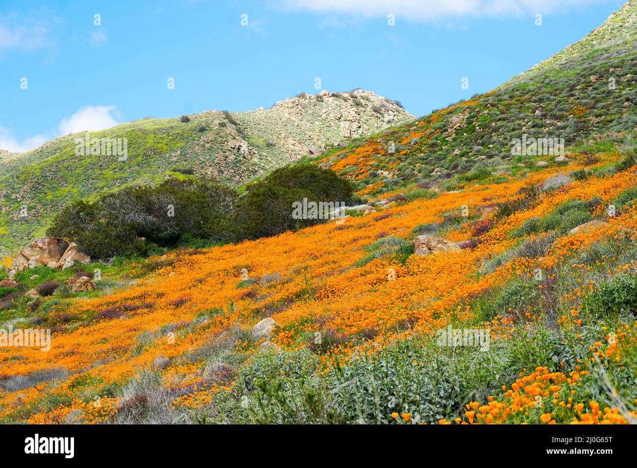 California Golden Poppy und Goldfields blühen im Walker Canyon, Lake Elsinore, CA. USA. Stockfoto