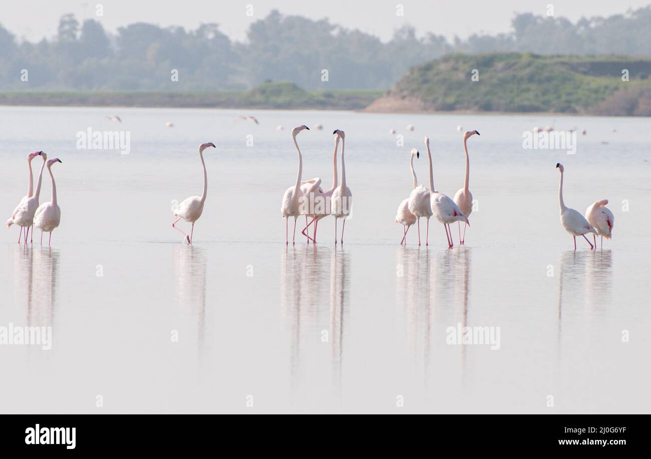 Flamingo Vögel, Wandern und Fütterung am Salzsee von Larnaca Zypern. Stockfoto