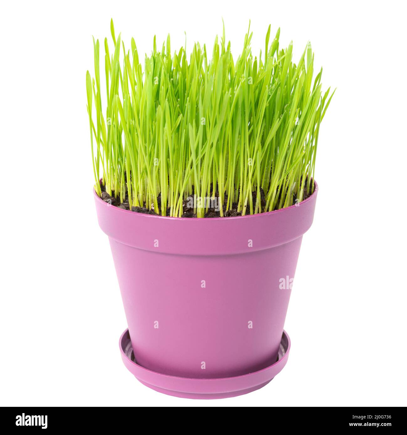 Grüne Gras in den Übertopf Stockfoto