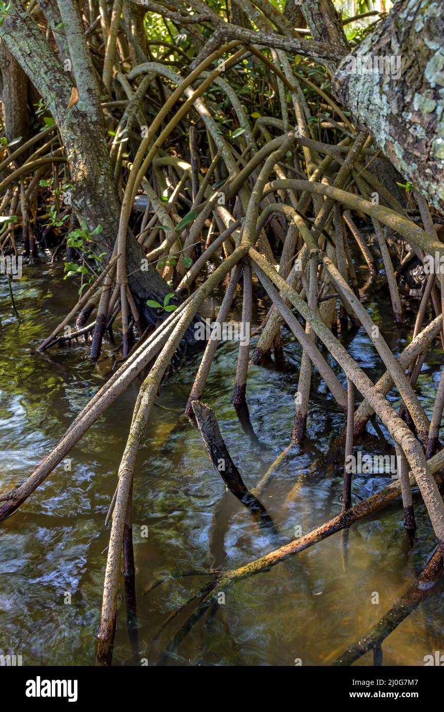 Wurzeln und Vegetation typisch für Mangroven in den Tropen Stockfoto