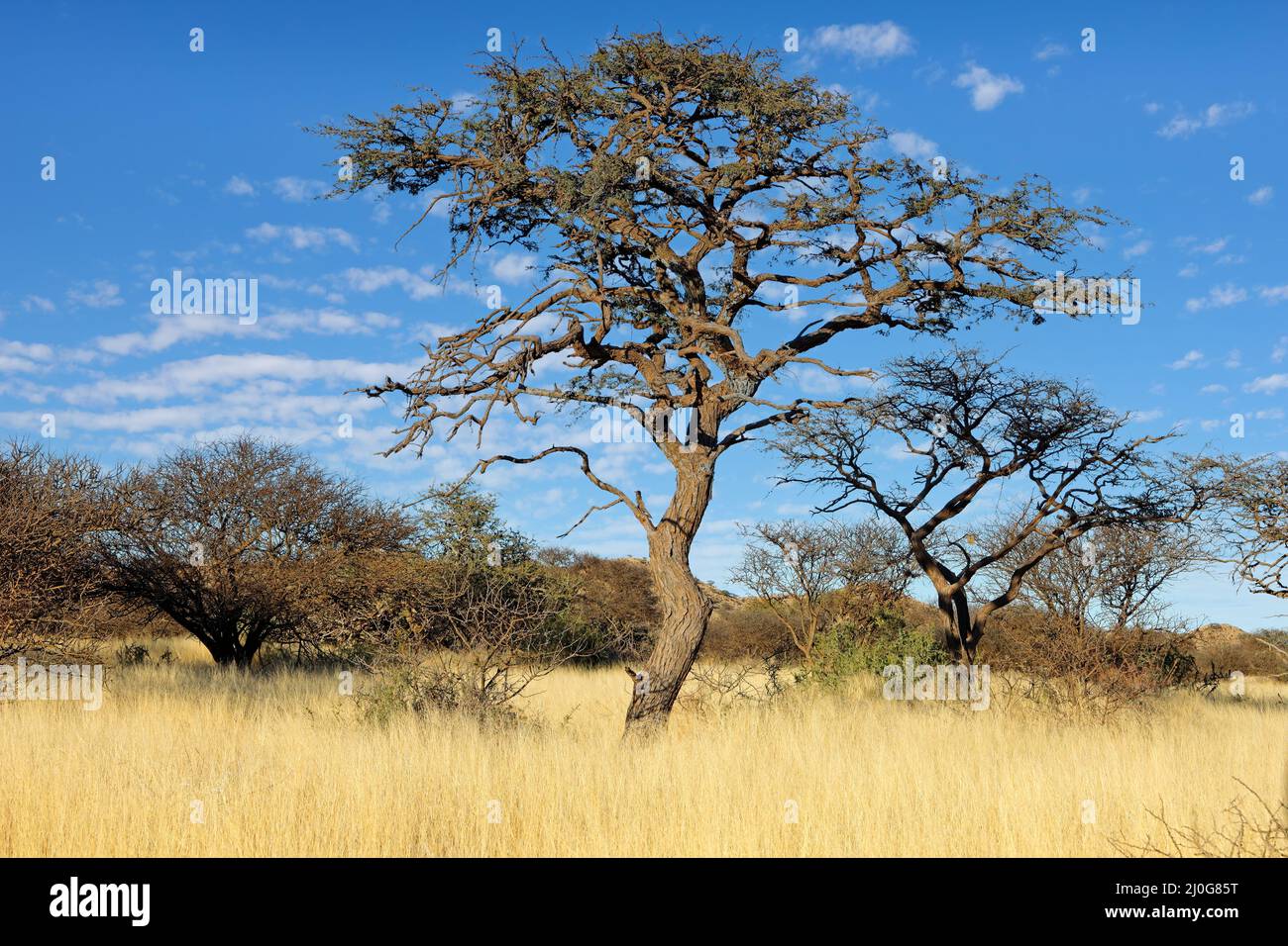 Ein afrikanischer Kameldornbaum (Vachellia erioloba) in offener Savanne, Südafrika Stockfoto