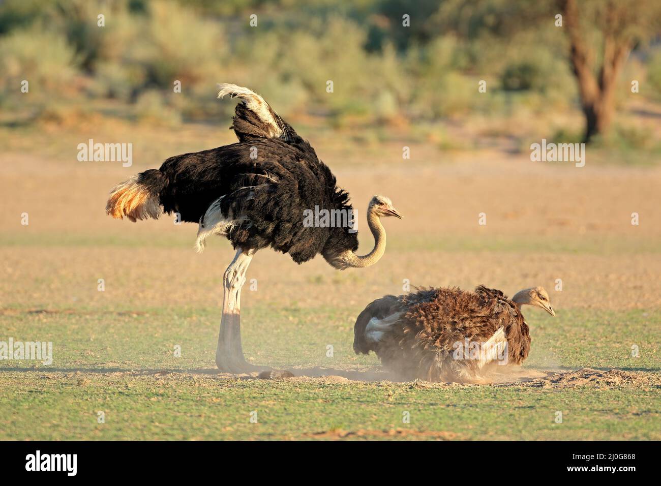 Ein Paar Strauße (Struthio camelus) in natürlichem Lebensraum, Kalahari-Wüste, Südafrika Stockfoto