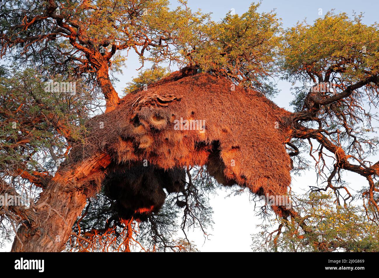Massiven kommunalen Nest der geselligen Weber (Philetairus socius) in einem Thorn Tree, Südafrika Stockfoto