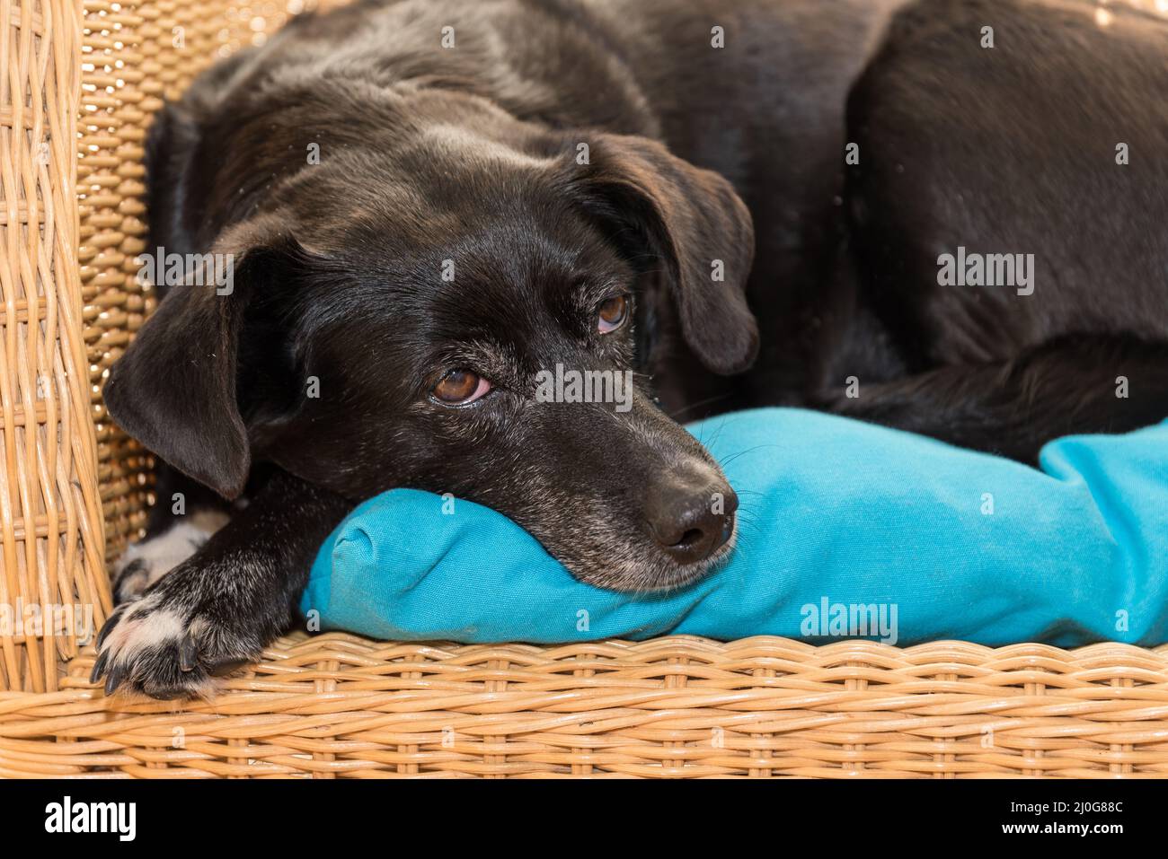 Schwarzer Hund entspannt sich auf Rattanmöbeln - Nahaufnahme Stockfoto