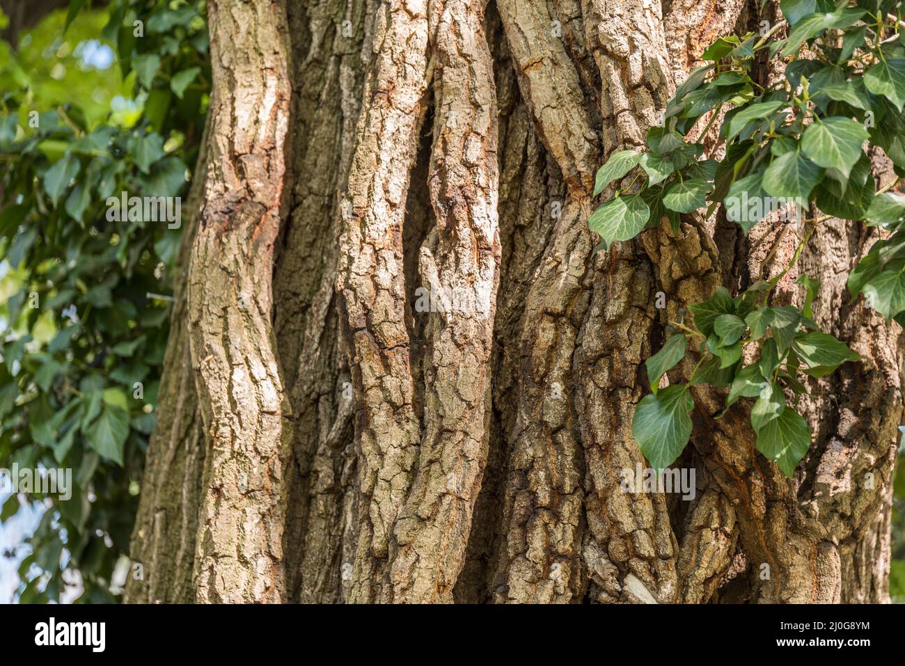 Rissiger Baumstamm einer Zeder - aus der Nähe Baumrinde Stockfoto