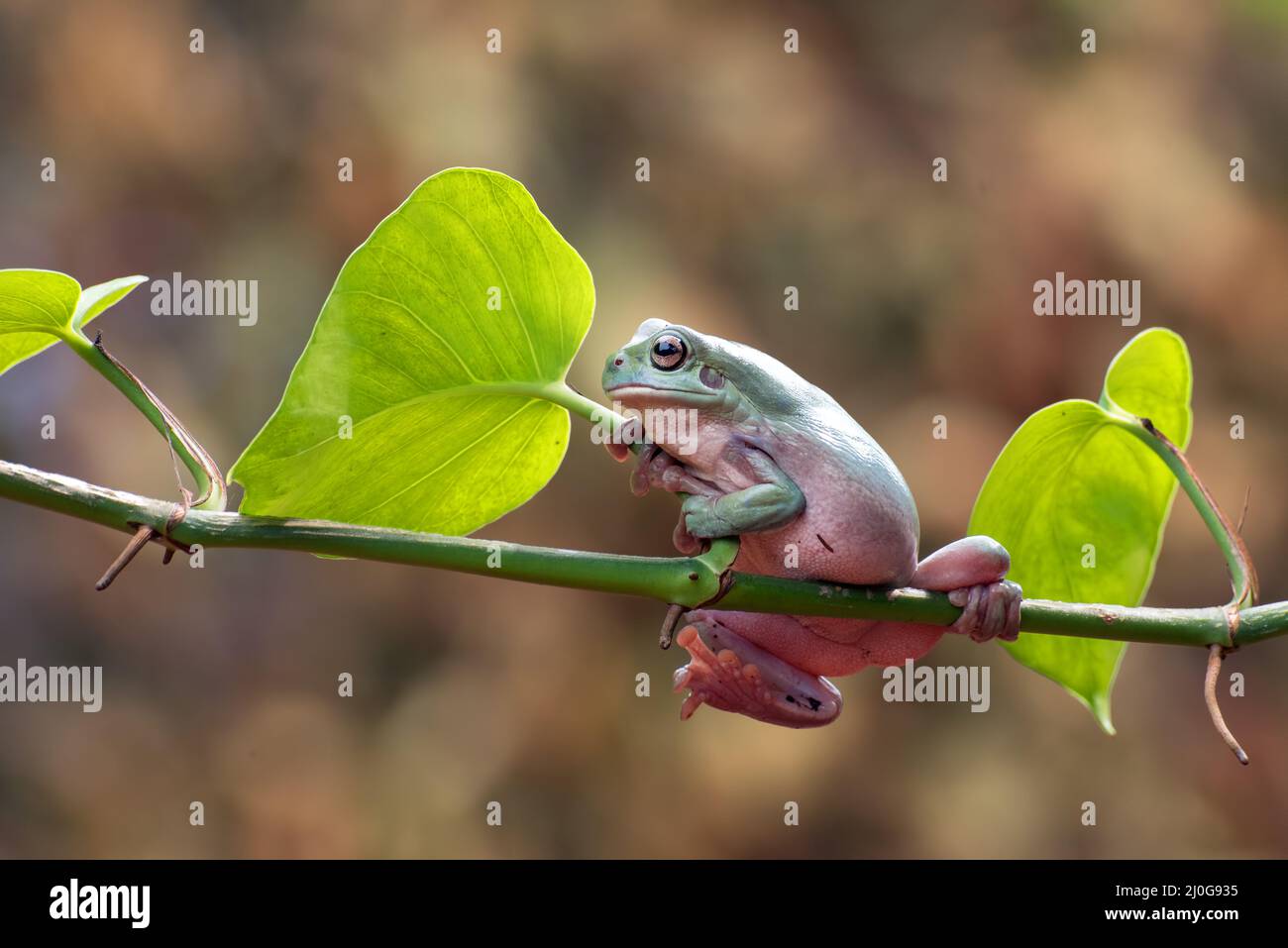 Australischer Weißer Baumfrosch auf Baumranken Stockfoto