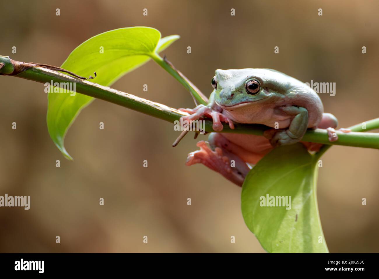 Australischer Weißer Baumfrosch auf Baumranken Stockfoto