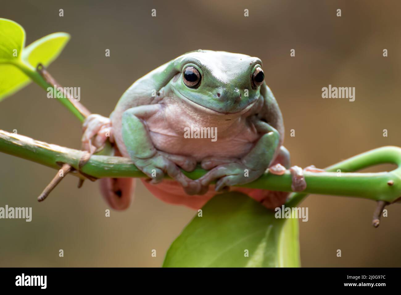 Australischer Weißer Baumfrosch auf Baumranken Stockfoto
