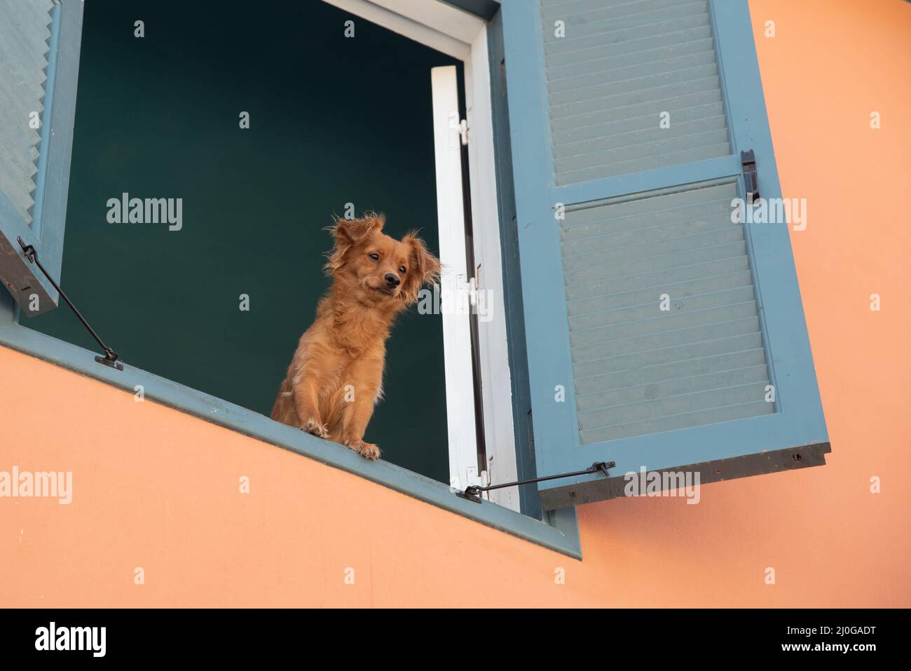 Brauner weißer Terrier Haushund, der aus dem Fenster schaut Stockfoto