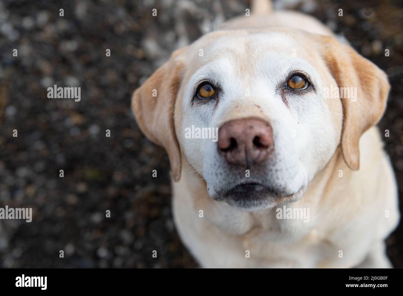 Hunde-Augen Stockfoto