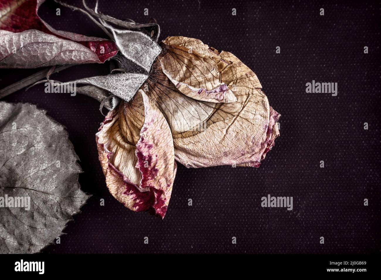Getrocknete Rosenblüte auf dunklem Hintergrund Stockfoto