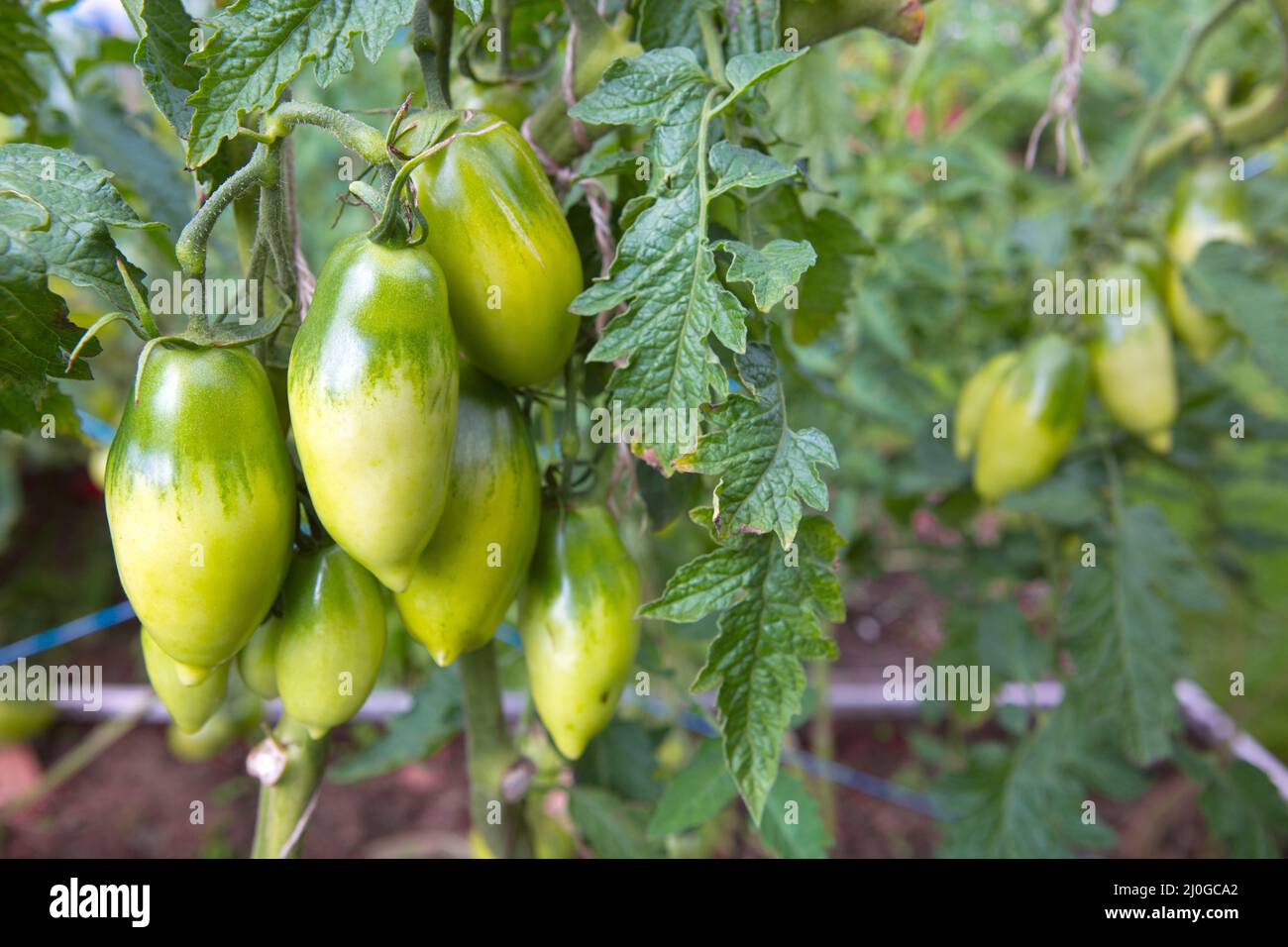 Farm von leckeren grünen Tomaten auf den Büschen Stockfoto