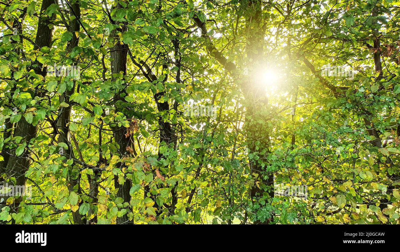 Schönen Wald Panorama mit hellen Sonne scheint durch die Bäume Stockfoto