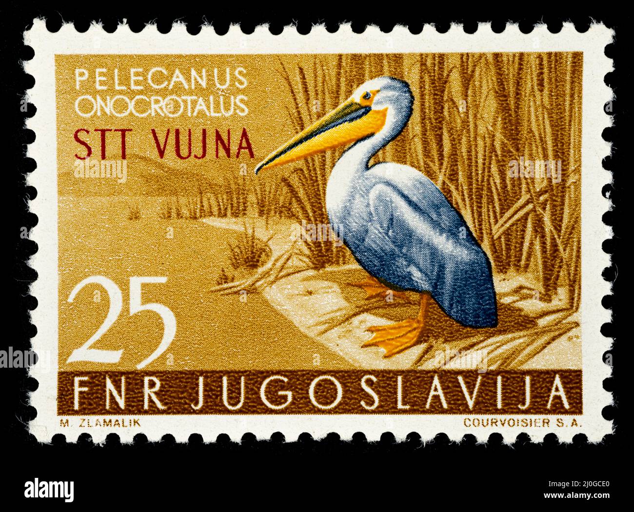 Gedenkmarke mit der Illustration eines Pelikans - Pelecanus Onocrotalus, herausgegeben vom ehemaligen Jugoslawien überdruckt STT VUJNA, frei ter Stockfoto