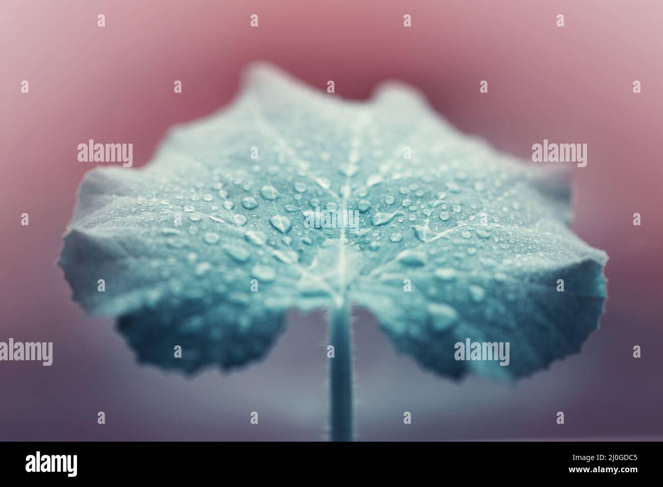 Cose up Blick auf grünes Blatt mit Wassertropfen . Stockfoto
