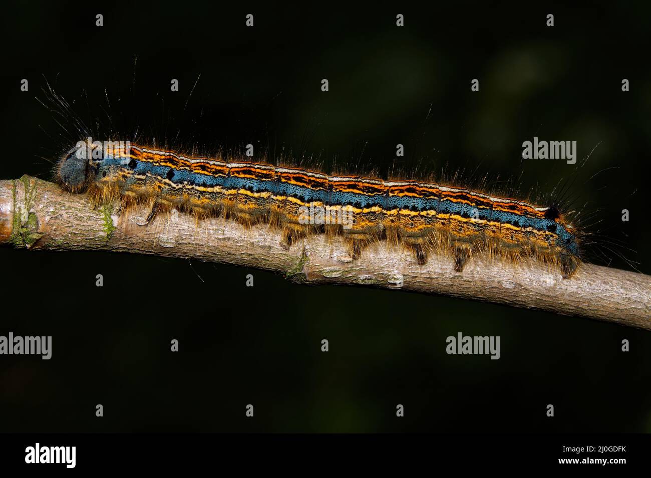 Nahaufnahme einer bunten Raupe eines Lakaienmotten, Malacosoma neustria) Stockfoto