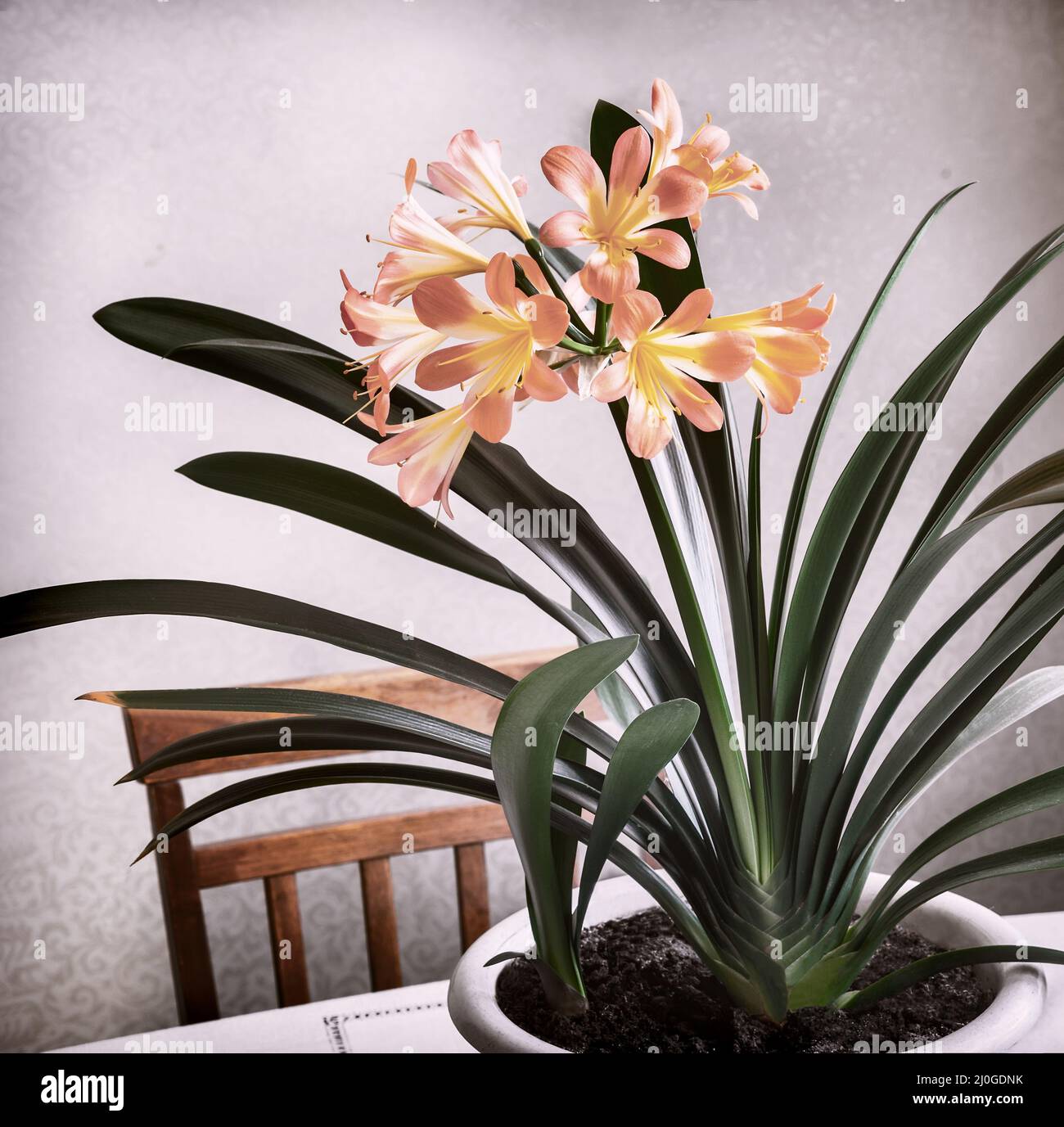Blühende Amaryllis mit Blüten und grünen Blättern. Stockfoto