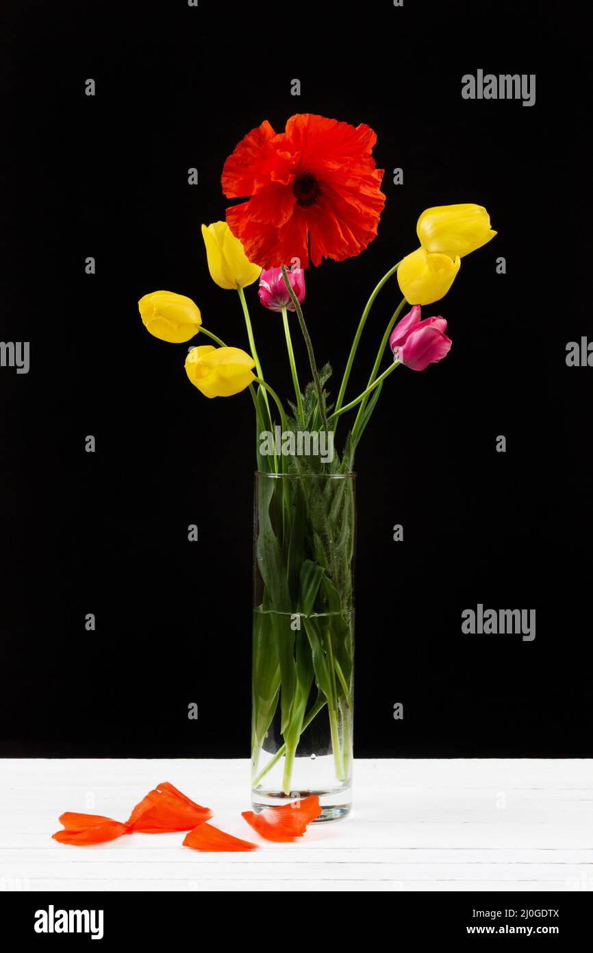 Bouquet von gelben und lila Tulpen und Mohn in einem Glasvase auf schwarzem Hintergrund Stockfoto