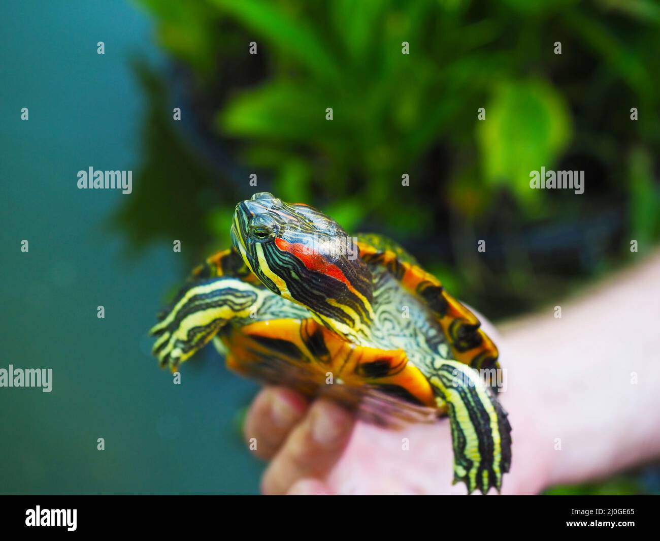 Gestreifte, gelb-grüne Rothaarschildkröte in menschlicher Hand im Freien. Nahaufnahme Stockfoto