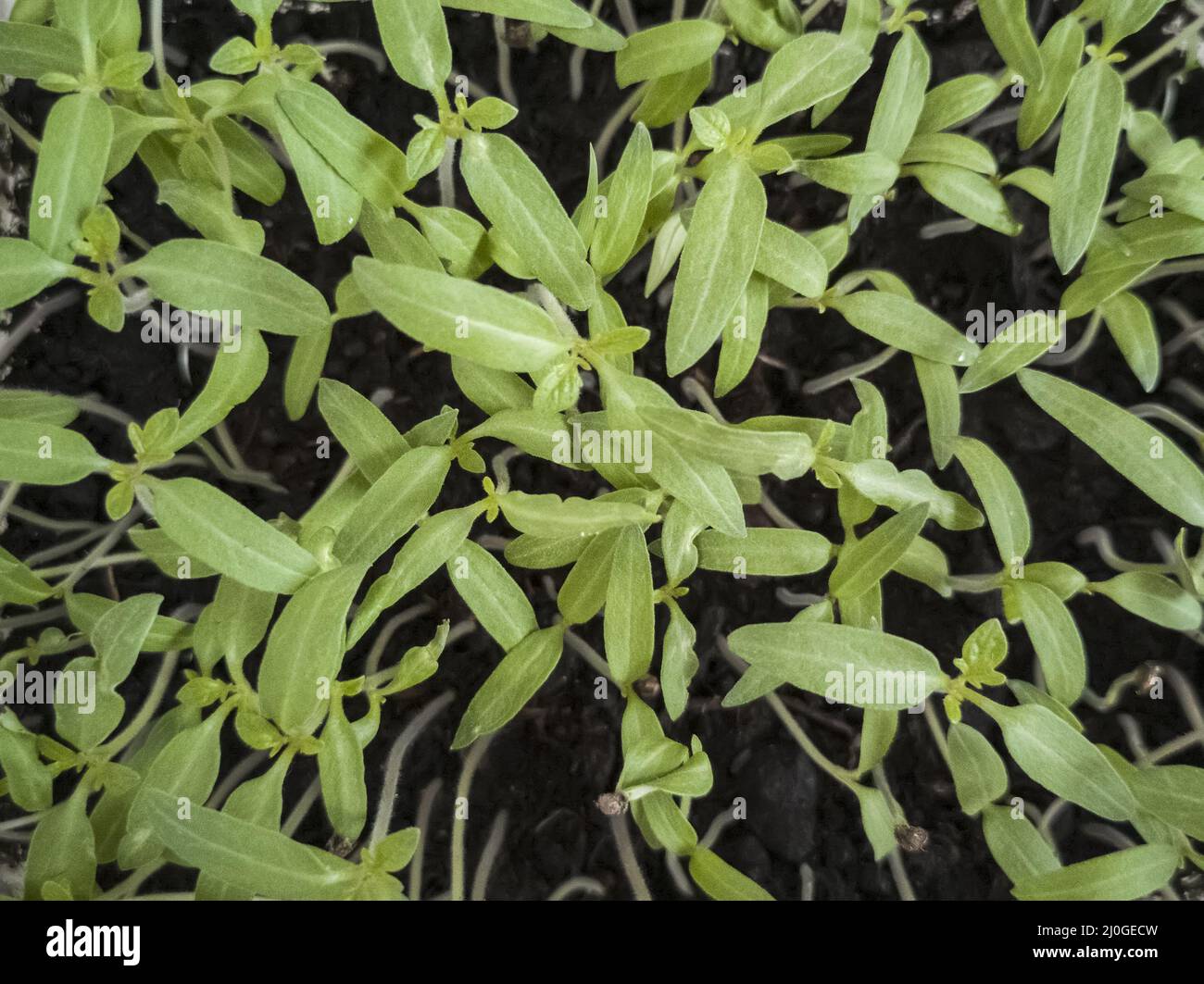 Anbau von Tomatensämlingen nach der Aussaat in kleinen Behältern Stockfoto