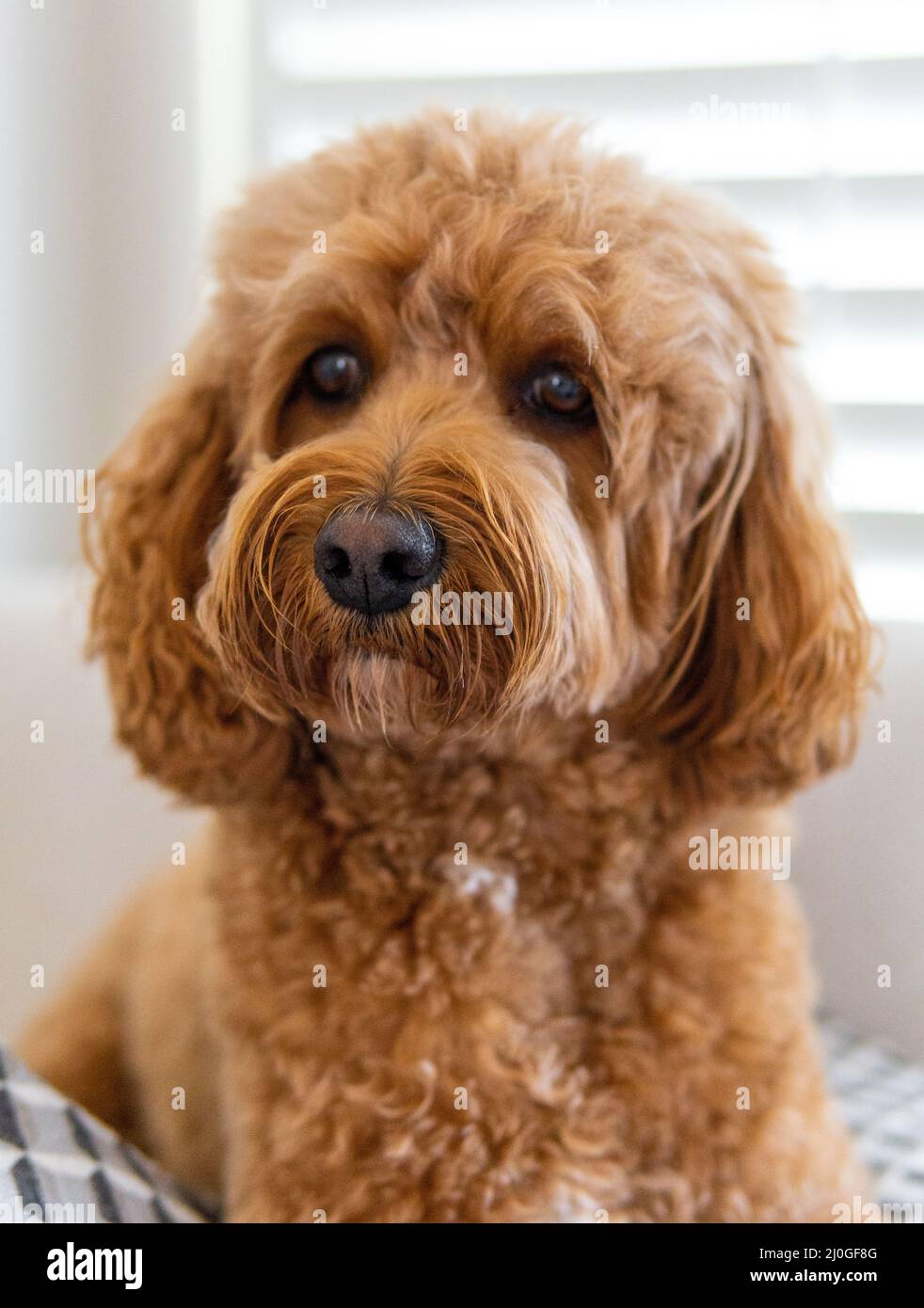 Cavapoo Hund, gemischte Rasse von Cavalier King Charles Spaniel und Pudel. Stockfoto