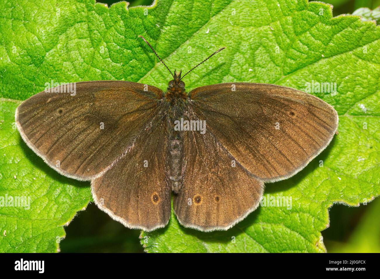 Ein aschender Ringel-Schmetterling, Aphantopus hyperantus Stockfoto